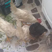 مرغ و خروس