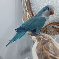 طوطی راهب آبی