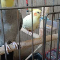 عروس هلندی