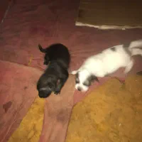 توله سرابی اصیل نژاد نگهبان