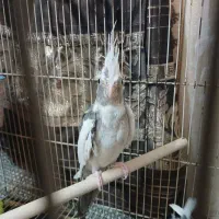 یک جفت عروس هلندی ۶ ماهه