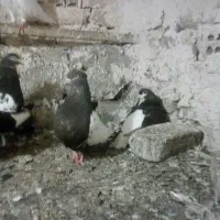 کفتر سینه،طوقی،ابلق،ساده
