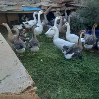 اردک اسرائیلی غاز