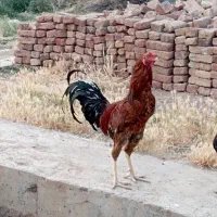 خروس دورگه