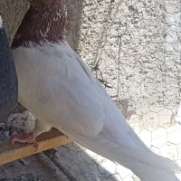 کفتر نر کله دار مهر و تیغ