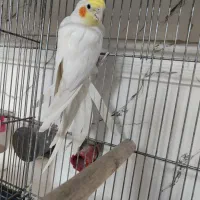 جفت عروس هلندی کارداده و کشیده ب شرط