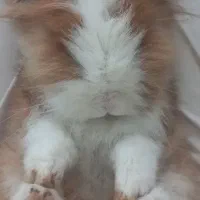 خرگوش