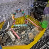 عروس هلندی جوجه دار