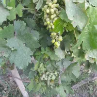 غوره انگور درجه یک