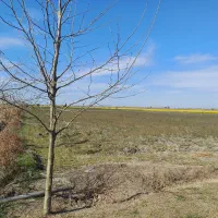 زمین کشاورزی ۷۶۵۸ متر