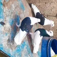 سه عدد نر پریده و یک ماده