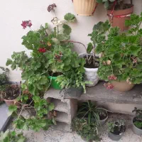 فروش کلی گل های خانگی با گلدون