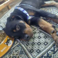 روتوایلر