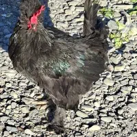 خروس