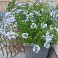 گل یاس آبی|گل و گیاه طبیعی|اصفهان, دستگرده|دیوار