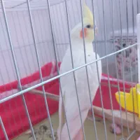 عروس ماده رام رام