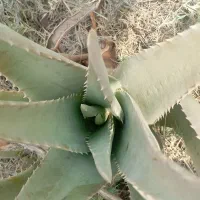 نگهبانی مزرعه آلورا