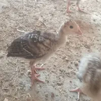 ۱سال