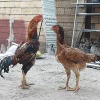 خروس‌و‌مرغ‌لاری