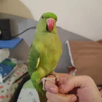 نگهداری از طوطی هر نوع طوطی
