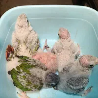 ۵ تا جوجه گیرینچیک آناناسی و یلوساید