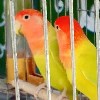 جفت طوطی برزیلی زیتونی