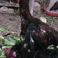 خروس لاری معاوضه با 2 مرغ محلی