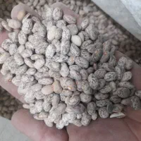 لوبیا چیتی بهاره درجه یک