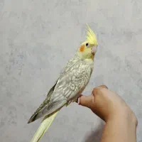 عروس هلندی ماده تخم گذار