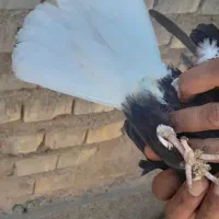 کبوتر اشعل