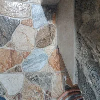 خرگوش نروماده
