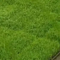 باکس نشا هاشمی