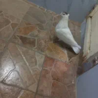 کفتر