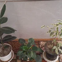 سه عدد گل وگلدان طبیعی
