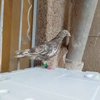 کفتر سرور هوایی خوب