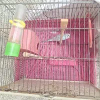 یک جفت مرغ عشق نر و ماده