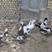 ۶ عدد اردک