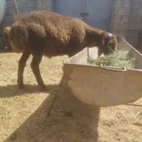 بره نر همو