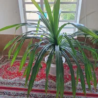 گل ذرتی و پاندانوس