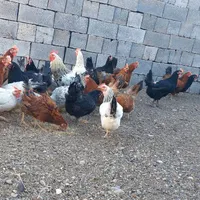 مرغ گلپایگانی تخمگذار|حیوانات مزرعه|جعفرآباد, |دیوار