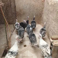 بوقلمون