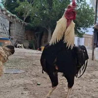 خروس لاری