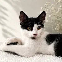 واگذاری فوری بچه‌گربه ماده سالم و دستی