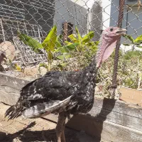 بوقلمون نروماده
