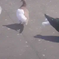 جوجه راست زرد