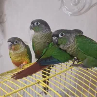 گرینچیک