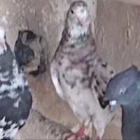 تعدادی کبوتر پرشی نر وماده