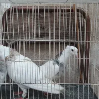 کبوتر