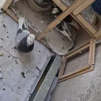 کبوتر گمشده
