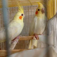 عروس هلندی لوتینو  شاه تخمم